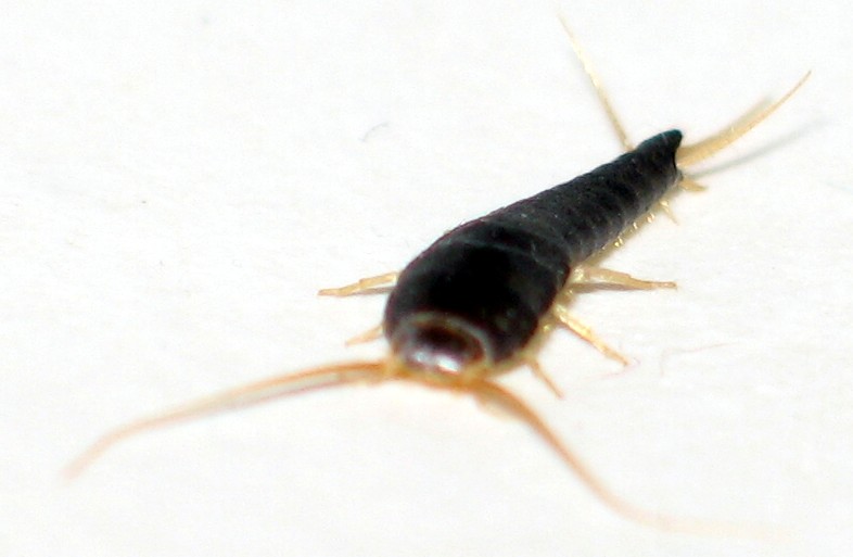 New effective control method found to control long-tailed silverfish - NIPH