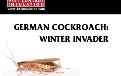 German Cockroach Winter Invader
