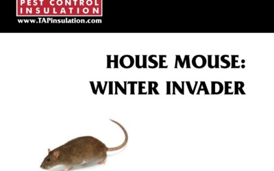 House Mouse - Winter Invader