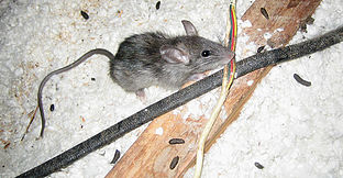Mice Chewing Electrical Wires in the Attic