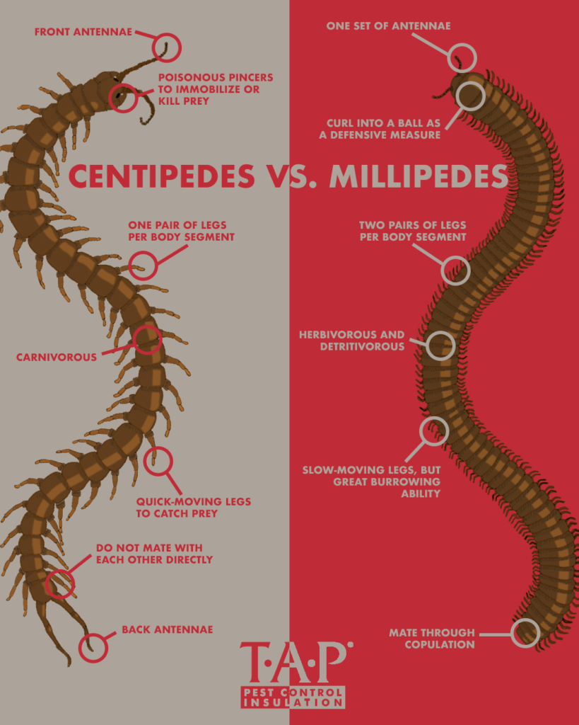 giant centipedes and millipedes
