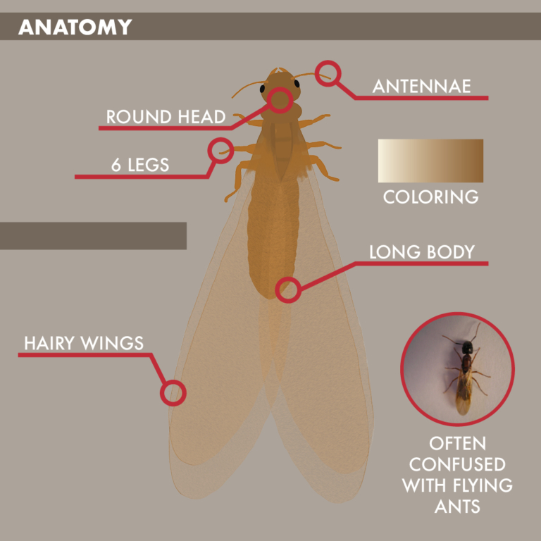 Do You Know? Facts About Formosan Termites - TAP® Pest Control ...