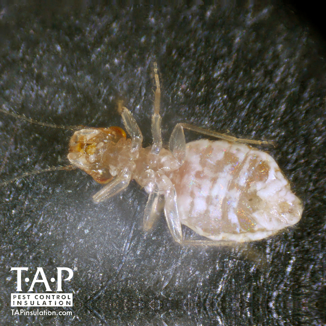 A Conversation With A Family of Booklice — TAP® Pest Control Insulation