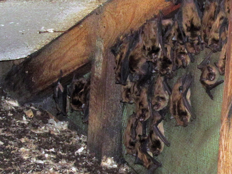Bats in the Attic: A Frightful Scare